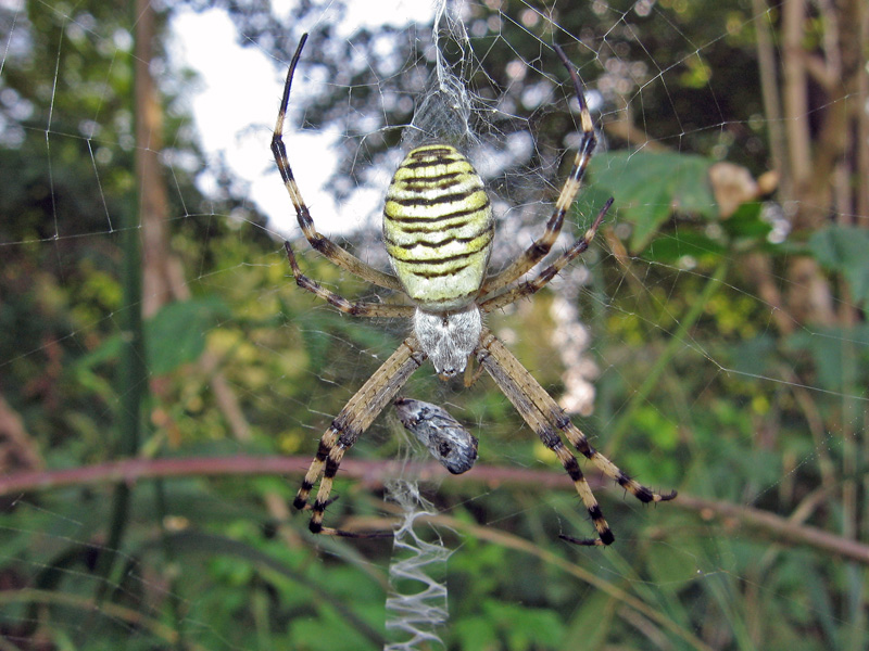 Argiope e Agelena